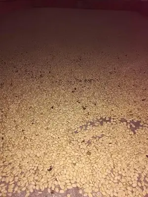 a rendering of a desert floor at night at Finca Cafetera el Coral in Jardin