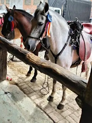 two horses standing next to a wooden fence at Finca Hotel Alto la María in Angelópolis