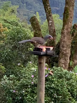 a bird sitting on top of a bird feeder at FINCA HOTEL CARMONIA DEL BOSQUE in Venecia