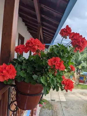 a pot of red flowers hanging from a wall at Hotel Macao in Jardin