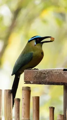 a bird sitting on top of a wooden fence at Ibuku Hotel Guatapé - Chalets in Guatapé