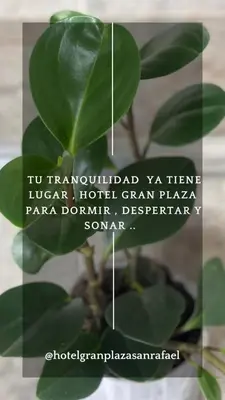 a plant with green leaves on top of a picture at HOTEL GRAN PLAZA SAN RAFAEL in San Rafael