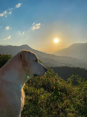 a dog standing on top of a hill with the sunset at Pura vida alojamiento in Barbosa