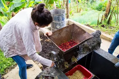 a woman is looking at a container of red berries at Cabaña Parque Arvi vista panorámica in Medellín