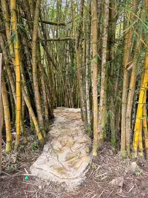 a path in the middle of a bamboo forest at Hotel Selva Cristal in San Carlos