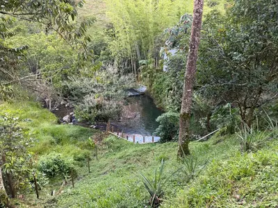 a river in the middle of a forest with trees at Hotel Selva Cristal in San Carlos