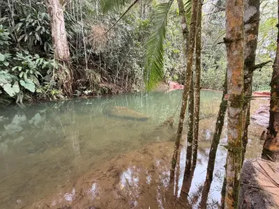 a pool of water in a jungle with palm trees at Hotel Selva Cristal in San Carlos