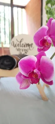 two purple flowers are sitting on a table at Moradia Laureles Medellin in Medellín