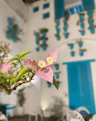 a pink flower in front of a building with blue windows at El Santorini colombiano in Puerto Triunfo
