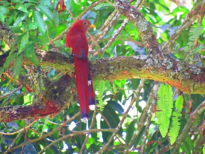 a red bird is sitting on a tree branch at Jaibaná Spa in Támesis