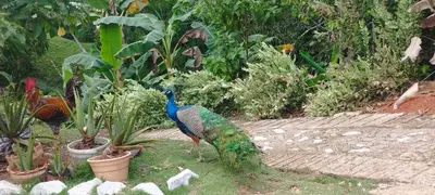 Gallery image of Cabaña Campestre in Puerto Triunfo
