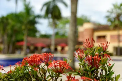 a group of red flowers in front of a building at Finca Hotel Guadalupe in Santa Fe de Antioquia