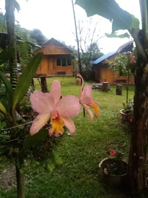 two pink flowers in front of a house at Cabañas orquídea in Norcasia