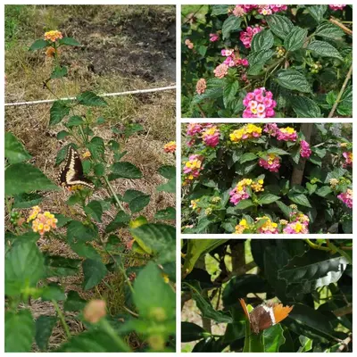 a collage of photos of flowers and a butterfly at San José de las bromelias in Marinilla