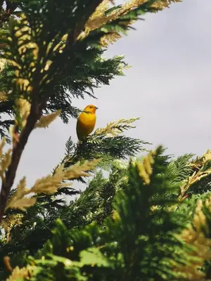 a yellow bird perched on top of a pine tree at San José de las bromelias in Marinilla