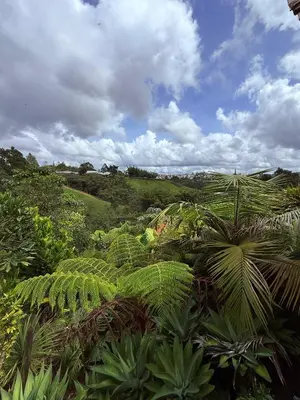 a view of a lush green field with plants at San José de las bromelias in Marinilla