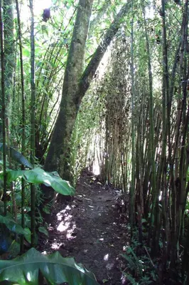 a trail in a bamboo forest with a tree at CASA DE CAMPO VILLA OLI!! - Un paraiso natural en la ciudad in Villamaría