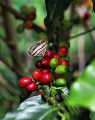 a butterfly sitting on a bunch of red berries at Cabaña La Guitarra in Betania