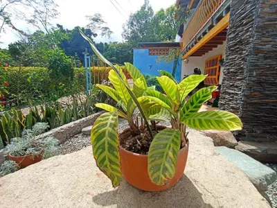 a plant in a pot sitting on a wall at Casa de las Rocas Hostel in Jardin