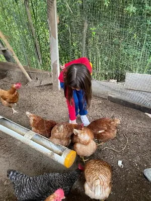 a little girl playing with chickens on the ground at Hotel La Sultana in Jardin