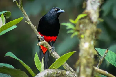 Gallery image of Vital Ecohotel Cabañas in Guarne