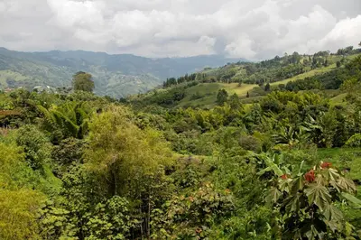 a lush green hillside with trees and mountains at Tominejo Ecolodge - Casas en los árboles in Neira
