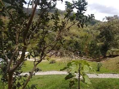 a view of a grassy field with a tree at Hospedajes el Jardin cabaña in Concepción