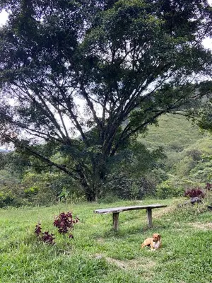 a dog laying in the grass next to a bench at Camelia Hostel in San Carlos