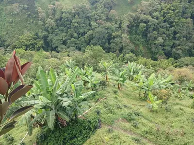an aerial view of a forest of banana trees at El eden in Manizales