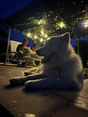a polar bear laying on the floor next to a person at Los Potrillos in Mariquita
