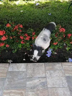 a black and white cat in a flower garden at Los Potrillos in Mariquita