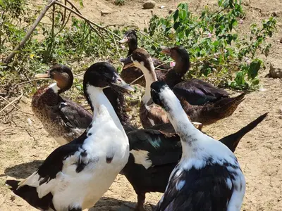 a group of birds standing in the dirt at Cabañas la tierra prometida in Cisneros