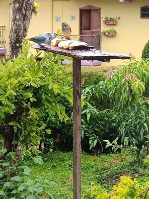 a bird sitting on top of a bird table at Bird House - Apartament in Jardin