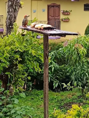 a bird sitting on top of a bird table at Bird House - Apartament in Jardin