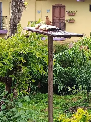 a bird sitting on top of a bird feeder at Bird House - Apartament in Jardin
