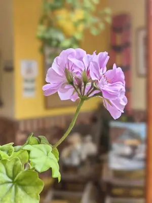 a pink flower on a stem in a room at Hotel Colonial in Jardin