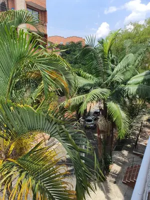 a group of palm trees in a parking lot at Apartamento en envigado in Envigado
