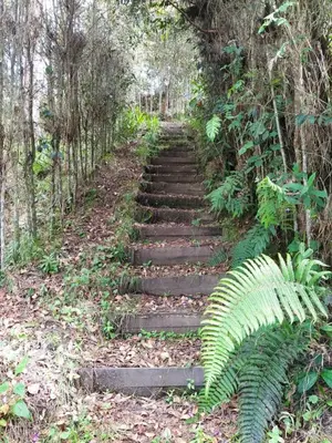 a set of stone stairs in a forest at Cabaña Luna Verde in San Vicente